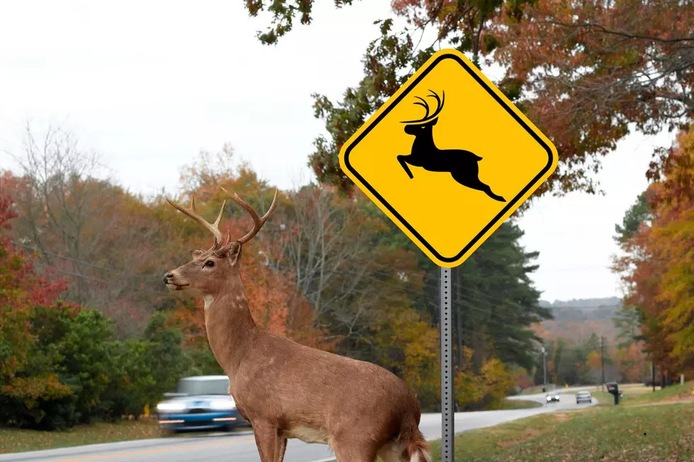 Deer Dating- Mating Season is here according to the WDFW