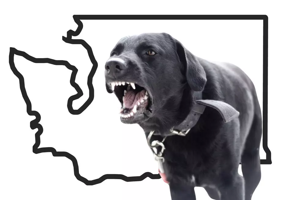 Washington Laws: What Happens When a Dog Bites Me?
