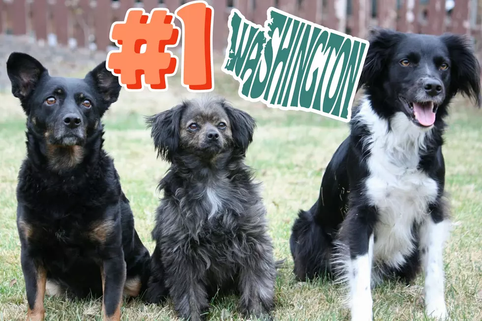 What’s the Most Popular Dog Name in Washington State?